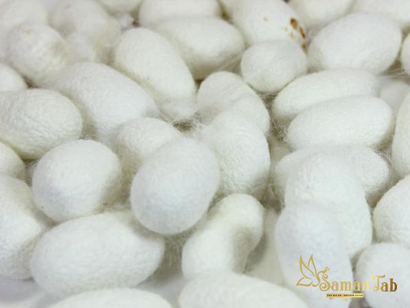 Great Sale of Silk Cocoon at the Best Price